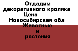 Отдадим декоративного кролика › Цена ­ 150 - Новосибирская обл. Животные и растения » Другие животные   